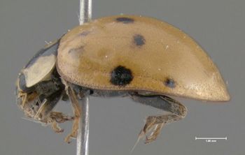 Media type: image;   Entomology 602432 Aspect: habitus lateral view